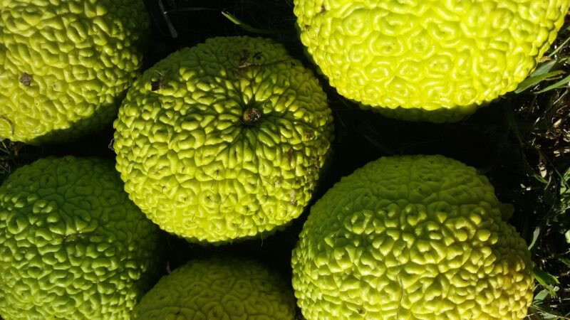 A picture of several fruits of the Osage Orange